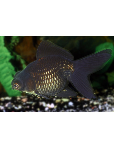 Telescop Yeux Noir 7-8 Cm