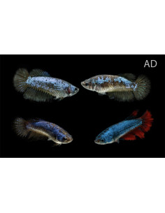 Betta femelle Halfmoon (Betta splendens Halfmoon F) 2,5-3,5cm