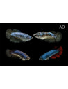 Betta femelle Halfmoon (Betta splendens Halfmoon F) 2,5-3,5cm