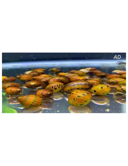 Neritina Sp. Variegata 0,5-1cm Wild