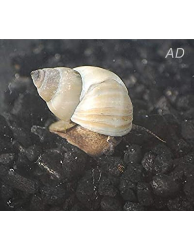 Filopaludina Martensi 3-3,5cm Wild