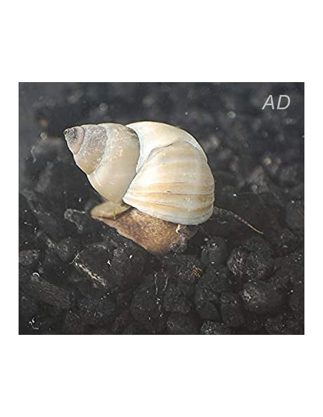 Filopaludina Martensi 3-3,5cm Wild