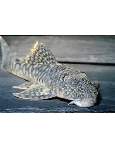Pléco Guyanancistrus L106 (Guyanancistrus sp. L106) 4-6cm Wild