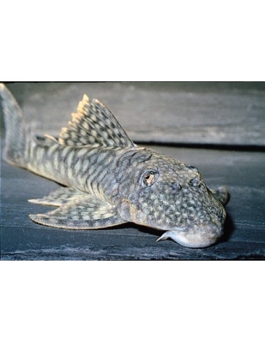 Pléco Guyanancistrus L106 (Guyanancistrus sp. L106) 4-6cm Wild