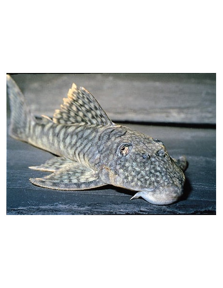 Guyanancistrus Sp. L 106 4-6cm Wild