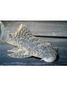 Pléco Guyanancistrus L106 (Guyanancistrus sp. L106) 4-6cm Wild