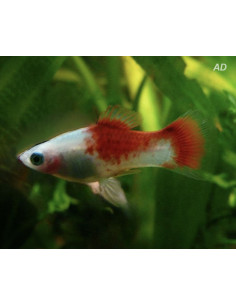 Platy Coral Red & White (Xiphophorus maculatus) 2,5-3cm