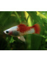 Platy Coral Red & White (Xiphophorus maculatus) 2,5-3cm