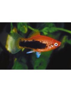 Platy Tuxedo (Xiphophorus maculatus) 2,5-3cm