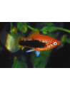Platy Tuxedo (Xiphophorus maculatus) 2,5-3cm