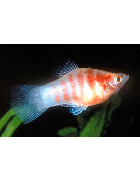 Platy Red Tiger Zebra (Xiphophorus maculatus) 2,5-3cm