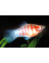 Platy Red Tiger Zebra 2,5-3cm