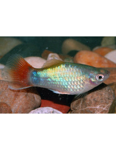 Platy Blue Coral (Xiphophorus maculatus) 2,5-3cm