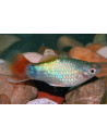 Platy Blue Coral (Xiphophorus maculatus) 2,5-3cm