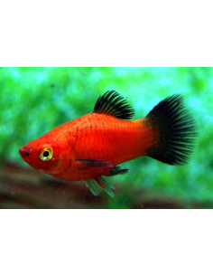 Platy Red Wagtail (Xiphophorus maculatus) 2,5-3cm