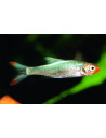 Sawbwa resplendens (Sawbwa resplendens) 2-2,5cm