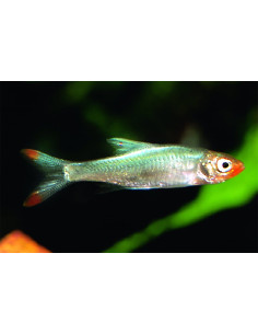 Sawbwa resplendens (Sawbwa resplendens) 3-3,5cm