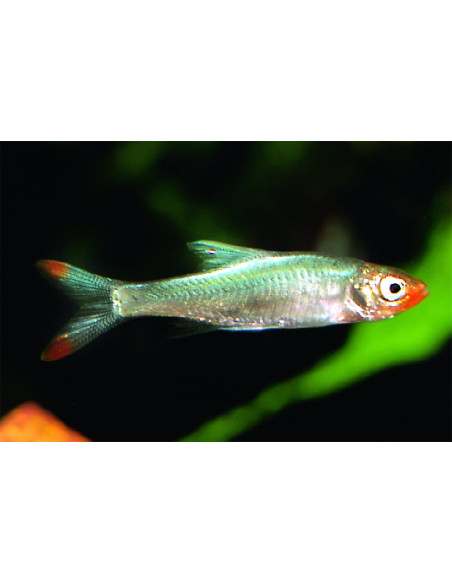 Sawbwa resplendens (Sawbwa resplendens) 3-3,5cm