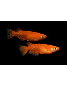 Médaka Yokihi (Oryzias latipes Yokihi) 2,7-3cm