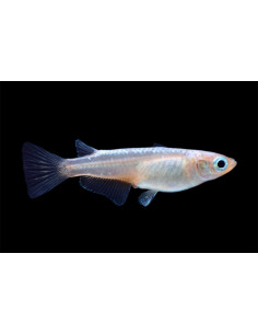 Médaka Miyuki (Oryzias latipes Miyuki) 2,7-3cm