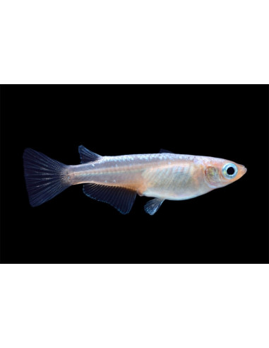 Médaka Miyuki (Oryzias latipes Miyuki) 2,7-3cm