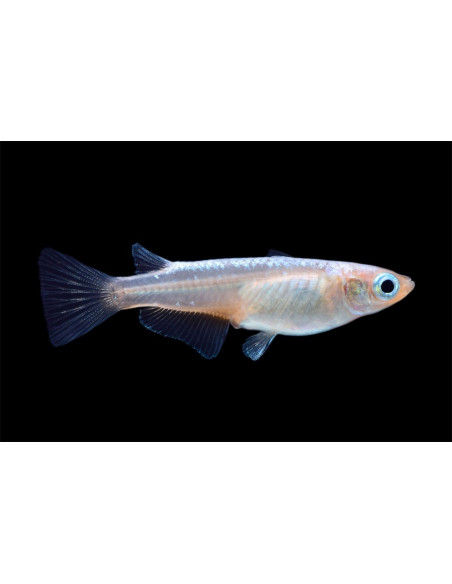 Médaka Miyuki (Oryzias latipes Miyuki) 2,7-3cm