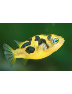 Tétraodon nain (Carinotetraodon travancoricus) 0,7-1,3cm Wild