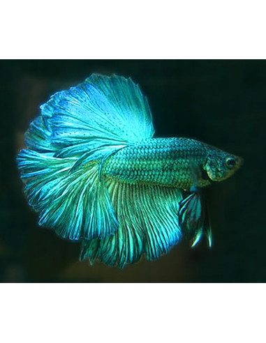 Betta mâle Longfin Green (Betta splendens LF Green) 4-5cm