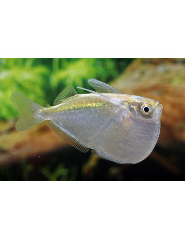 Thoracochar.Stellatus 3-4cm Wild