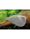 Thoracochar.Stellatus 2,5-3cm Wild