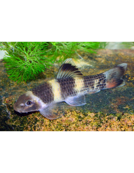 Garra Flavatra 2-3cm