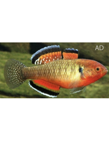 Hypseleotris Compressa 3,5-4,5cm Wild