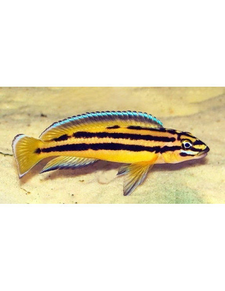 Julido. Regani Kipili 3,5-4cm