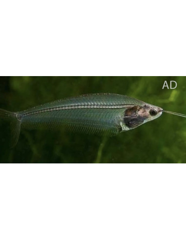 Kryptopterus Bicirrhis 4,5-5cm