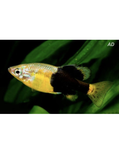 Skiffia Multipunctata 2-2,5cm