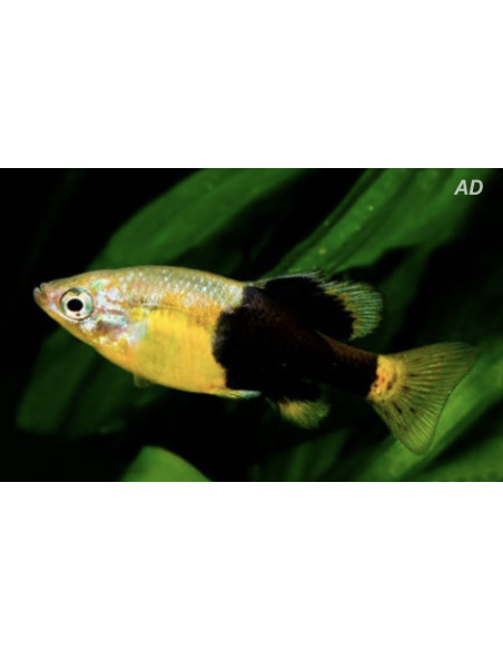 Skiffia Multipunctata 2-2,5cm