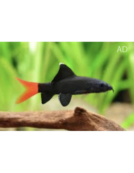 Epalzeorhynchus Bicolor 4-5cm