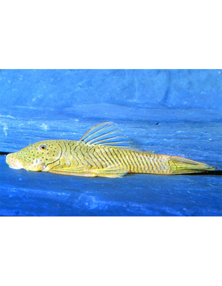 Chaetostoma Thomasi L146 4-5cm Wild