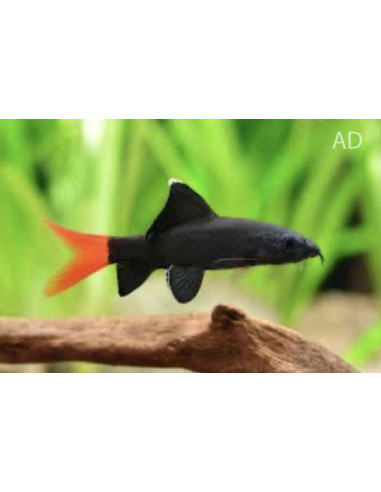 Epalzeorhynchus Frenatus 4-5cm