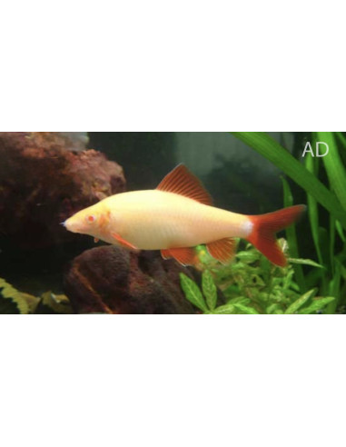 Epalzeorhynchus Frenatus Albino 4,5-6cm
