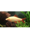 Epalzeorhynchus Frenatus Albino 4,5-6cm