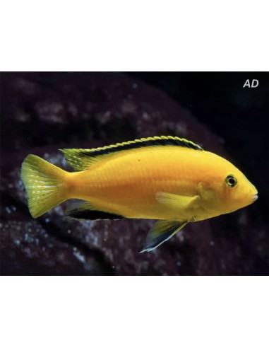Labidochromis Caeruleus Yellow 3-4cm