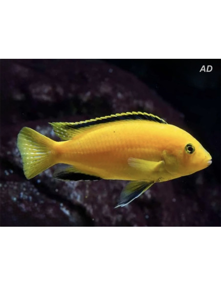 Labidochromis Caeruleus Yellow 3-4cm