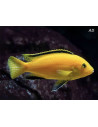 Labidochromis Caeruleus Yellow 3-4cm