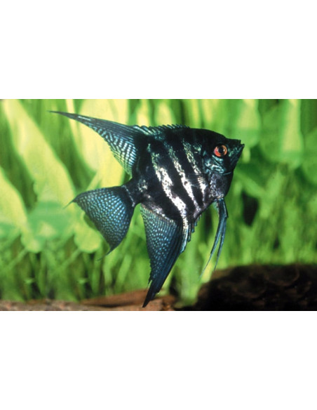 Pterophyllum Scalare Zebra 4-5cm