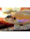 Lamprologus Ocelatus Gold  2,5-3cm
