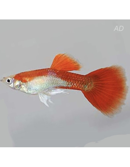 Poecilia Reticulatus Red Blond (M) 3,5-4cm