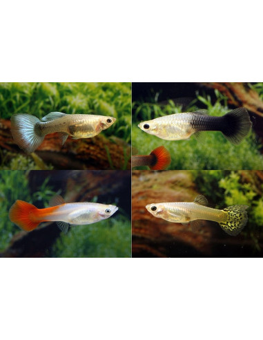Poecilia Reticulatus Mix (F) 5-6cm