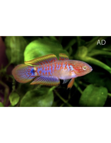 Tateurndina Ocellicauda 2-2,5cm