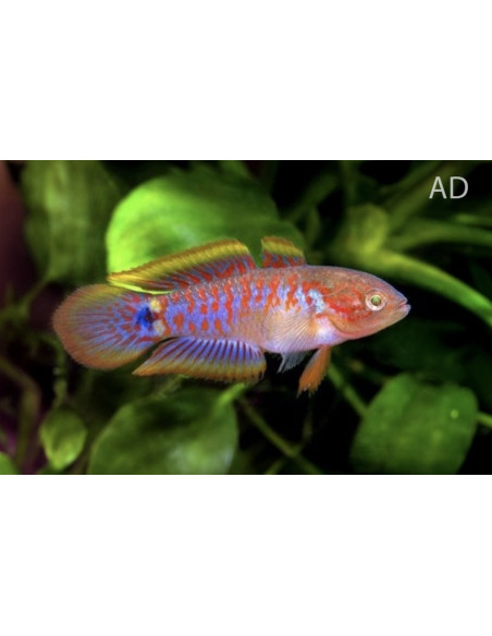Tateurndina Ocellicauda 2-2,5cm